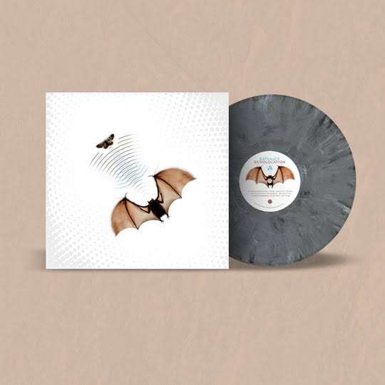 Echolocation // Batsauce