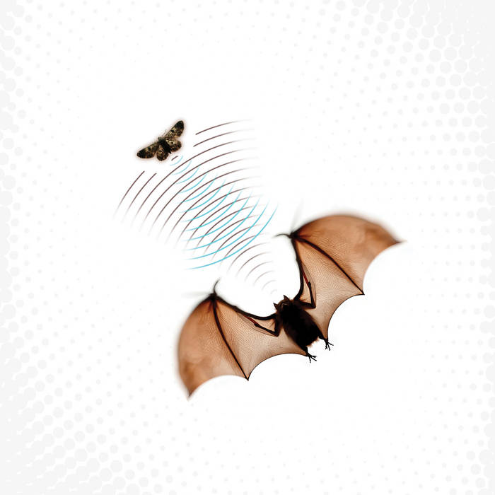 Echolocation // Batsauce